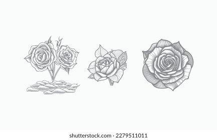 Nice Roses  Vector artwork coloring page, coloring book, black outline hand drawn sketch. Vector element for natural, wedding design, plant, botanical illustration, coloring book, line art.