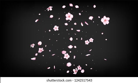 Nice Sakura Blossom Isolated Vector. Realistic Flying 3d Petals Wedding Border. Japanese Oriental Flowers Wallpaper. Valentine, Mother's Day Tender Nice Sakura Blossom Isolated on Black