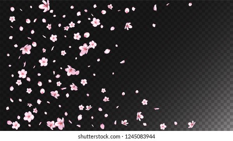 Nice Sakura Blossom Isolated Vector. Pastel Showering 3d Petals Wedding Border. Japanese Funky Flowers Wallpaper. Valentine, Mother's Day Beautiful Nice Sakura Blossom Isolated on Black