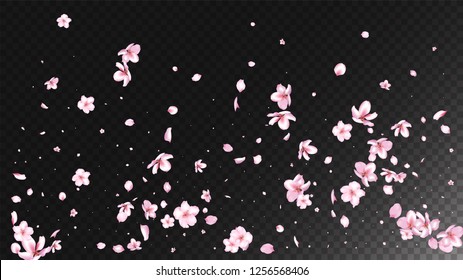 Nice Sakura Blossom Isolated Vector. Spring Showering 3d Petals Wedding Texture. Japanese Oriental Flowers Wallpaper. Valentine, Mother's Day Magic Nice Sakura Blossom Isolated on Black