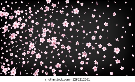 Nice Sakura Blossom Isolated Vector. Pastel Flying 3d Petals Wedding Frame. Japanese Nature Flowers Wallpaper. Valentine, Mother's Day Realistic Nice Sakura Blossom Isolated on Black