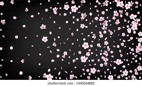 Nice Sakura Blossom Isolated Vector. Realistic Falling 3d Petals Wedding Design. Japanese Bokeh Flowers Illustration. Valentine, Mother's Day Magic Nice Sakura Blossom Isolated on Black