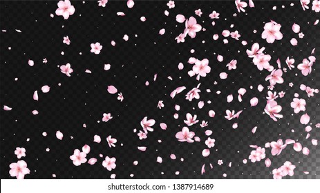 Nice Sakura Blossom Isolated Vector. Magic Flying 3d Petals Wedding Paper. Japanese Oriental Flowers Wallpaper. Valentine, Mother's Day Magic Nice Sakura Blossom Isolated on Black