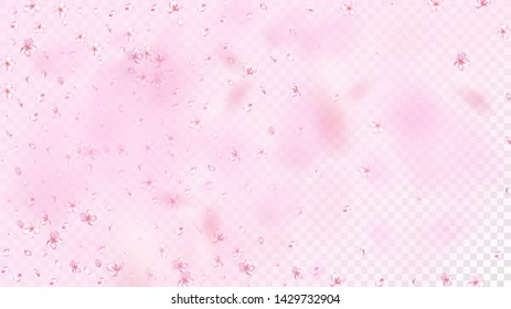 Nice Sakura Blossom Isolated Vector. Beautiful Falling 3d Petals Wedding Design. Japanese Bokeh Flowers Illustration. Valentine, Mother's Day Feminine Nice Sakura Blossom Isolated on Rose