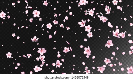 Nice Sakura Blossom Isolated Vector. Feminine Falling 3d Petals Wedding Design. Japanese Funky Flowers Wallpaper. Valentine, Mother's Day Spring Nice Sakura Blossom Isolated on Black