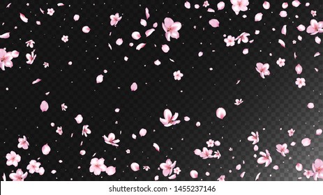 Nice Sakura Blossom Isolated Vector. Tender Falling 3d Petals Wedding Texture. Japanese Oriental Flowers Illustration. Valentine, Mother's Day Realistic Nice Sakura Blossom Isolated on Black