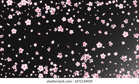 Nice Sakura Blossom Isolated Vector. Magic Flying 3d Petals Wedding Pattern. Japanese Blurred Flowers Wallpaper. Valentine, Mother's Day Realistic Nice Sakura Blossom Isolated on Black