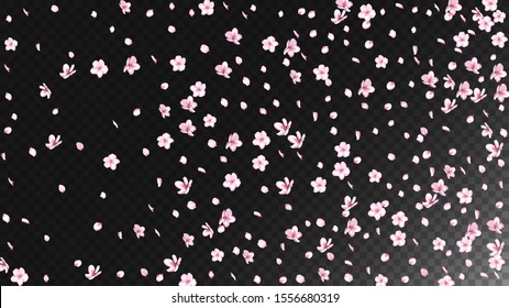 Nice Sakura Blossom Isolated Vector. Summer Falling 3d Petals Wedding Paper. Japanese Bokeh Flowers Wallpaper. Valentine, Mother's Day Realistic Nice Sakura Blossom Isolated on Black