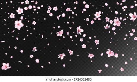 Nice Sakura Blossom Isolated Vector. Magic Flying 3d Petals Wedding Border. Japanese Funky Flowers Wallpaper. Valentine, Mother's Day Realistic Nice Sakura Blossom Isolated on Black