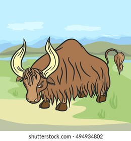 Nice shaggy yak on the Tibetan landscape