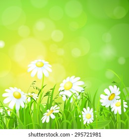 Nice shiny fresh daisy chamomile flower grass lawn with bokeh blur effect sunshine beam background. Nature spring summer backgrounds collection.