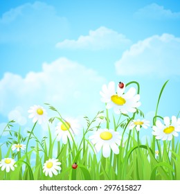 Nice shiny fresh daisy chamomile flower grass lawn with bokeh blur effect sunshine beam background. Nature spring summer backgrounds collection.