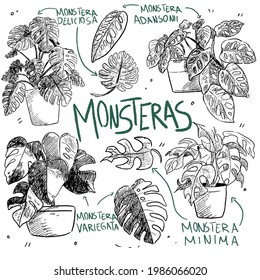Nice sketch of type of monsteras plants