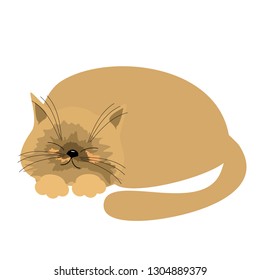 nice sleeping cat on white 