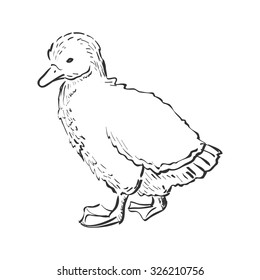 Nice small duckling. Doodle style. Isolated in white background. Excellent vector illustration, EPS 10