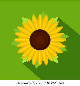 Nice sunflower icon. Flat illustration of nice sunflower vector icon for web