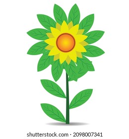 nice sunflower with white background