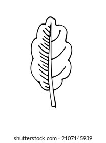 Buena hoja de árbol. Esbozo de dibujo manual. Esbozo aislado en un fondo blanco. Vector.