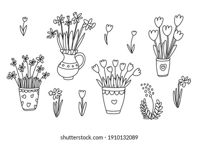 Nice tulips and narcissus are in a pots. Vector hand drawn illustration of spring flowers isolated on white. Black outline. Doodle style. Great for spring and Easter design, coloring books.