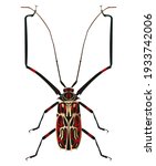 A nice vector illustration in modern style of a big bug. Zoological and entomological illustration.