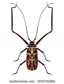 A nice vector illustration in modern style of a big bug. Zoological and entomological illustration.