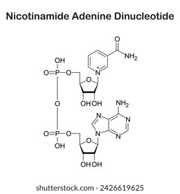 Nicotinamide adenine dinucleotide is a coenzyme central to metabolism.Found in all living cells, NAD is called a dinucleotide because it consists of two nucleotides joined through their phosphate 