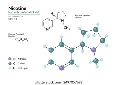 Nicotine. Alkaloid. Structural Chemical Formula and 3d Model of Molecule. C10H14N2. Atoms with Color Coding. Vector graphic Illustration for educational materials, scientific articles, presentations