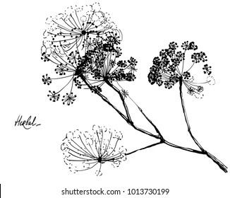 Nifty gental hand drawn botanical stalk. Vintage nature element for visit card or wedding invitation. Stylish flower, fancy blossom. Black line botanical motiv. Herbal culm.