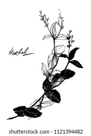 Nifty gental hand drawn botanical stalk. Vintage nature element for visit card or wedding invitation. Stylish flower, fancy blossom. Black line botanical motiv. Herbal culm.