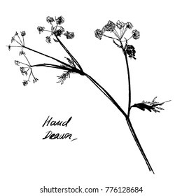 Nifty gental hand drawn botanical stalk. Vintage nature element for visit card or wedding invitation. Stylish flower, fancy blossom. Black line botanical motiv. Herbal culm.
