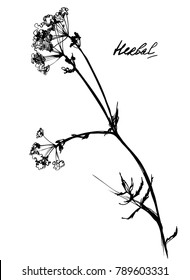 Nifty gental hand drawn botanical stalk. Vintage nature element for visit card or wedding invitation. Stylish flower, fancy blossom. Black line botanical motiv.  Hand drawing herbal culm grass.