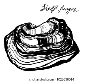 Nifty gentle fungus botanical vintage element. Nature motiv for ecological cosmetic pack .Ink drawing sketch print for textile or postcard and vizit card. Mushrooms black lined design.