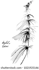 Nifty gentle hand drawn botanical stalk. Vintage nature element for visit card or wedding invitation. Stylish flower, fancy blossom. Black line botanical motiv. Herbal culm.
