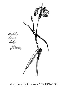 Nifty gentle hand drawn botanical stalk. Vintage nature element for visit card or wedding invitation. Stylish flower, fancy blossom. Black line botanical motiv. Herbal culm.