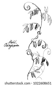 Nifty gentle hand drawn botanical stalk. Vintage nature element for visit card or wedding invitation. Stylish flower, fancy blossom. Black line botanical motiv. Herbal culm.