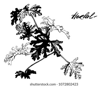 Nifty gentle hand drawn botanical stalk. Vintage nature element for visit card or wedding invitation. Stylish leaves, fancy geranium. Black line botanical motiv. Herbal culm.
