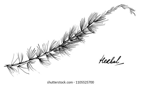 Nifty gentle hand drawn botanical stalk. Vintage nature element for visit card or wedding invitation. Stylish leaves, flower, fancy blossom. Black line botanical motiv. Herbal black larch tree culm.