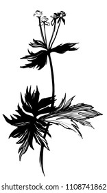Nifty gentle hand drawn botanical stalk. Vintage nature element for visit card or wedding invitation. Stylish flower, fancy blossom. Black line botanical motiv. Herbal culm. 
