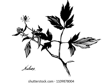 Nifty gentle hand drawn botanical stalk. Vintage nature element for visit card or wedding invitation. Stylish flower, fancy blossom. Black line botanical motiv. Herbal culm. grass silhouette 
