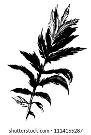 Nifty gentle hand drawn botanical stalk. Vintage nature element for visit card or wedding invitation. Stylish flower,leaves, fancy blossom. Black line botanical motiv. Herbal silhouette culm.
