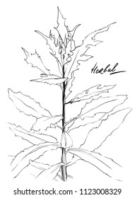 Nifty gentle hand drawn botanical stalk. Vintage nature element for visit card or wedding invitation. Stylish flower, fancy blossom. Black line botanical motiv. Herbal culm.
