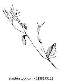Nifty gentle hand drawn botanical stalk. Vintage nature element for visit card or wedding invitation. Stylish inking flower wall art, fancy blossom. Black line botanical motiv. Herbal culm.
