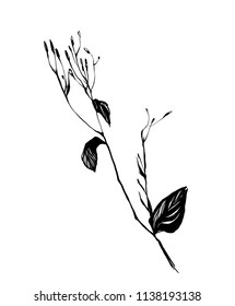 Nifty gentle hand drawn botanical stalk. Vintage nature element for visit card or wedding invitation. Stylish inking flower wall art, fancy blossom. Black line botanical motiv. Herbal culm.