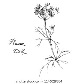 Nifty gentle hand drawn botanical stalk. Vintage nature element for visit card or wedding invitation. Stylish inking flower wall art, fancy blossom. Black line botanical motiv. Herbal culm.