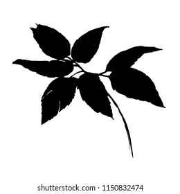 Nifty gentle hand drawn botanical stalk. Vintage nature element for visit card or wedding invitation. Stylish flower, fancy blossom. Black line botanical motiv. Herbal culm.
Black leaves silhouette 