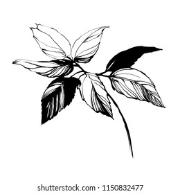 Nifty gentle hand drawn botanical stalk. Vintage nature element for visit card or wedding invitation. Stylish flower, fancy blossom. Black line botanical motiv. Herbal culm.
