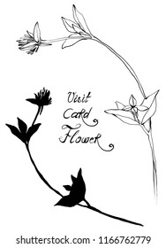 Nifty gentle hand drawn botanical stalk. Vintage nature element for visit card or wedding invitation. Stylish flower, fancy blossom. Black line and silhouette botanical motiv. Herbal culm. Clover. 
