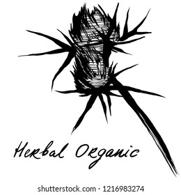 Nifty gentle hand drawn botanical stalk. Vintage nature element for visit card or wedding invitation. Stylish flower, fancy blossom. Black line botanical motiv. Herbal culm.Thistle thorny flora