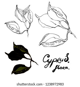 Nifty gentle hand drawn botanical stalk. Vintage nature element for visit card or wedding invitation. Stylish flower, fancy blossom. Black line botanical motiv. Herbal culm. Brahihiton tree seed. 
