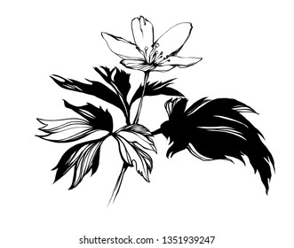 Nifty gentle hand drawn botanical stalk. Vintage spring nature element for visit card or wedding invitation. Stylish anemone flower, fancy blossom. Black line botanical motiv. Herbal culm.
